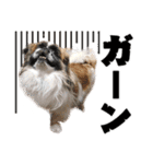 どんくさ犬ペケ（個別スタンプ：5）