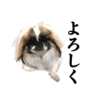 どんくさ犬ペケ（個別スタンプ：7）
