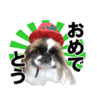 どんくさ犬ペケ（個別スタンプ：8）