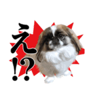 どんくさ犬ペケ（個別スタンプ：9）