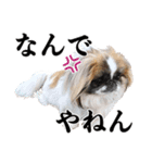どんくさ犬ペケ（個別スタンプ：10）