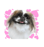 どんくさ犬ペケ（個別スタンプ：11）