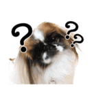 どんくさ犬ペケ（個別スタンプ：12）