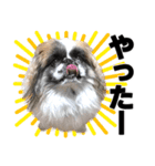 どんくさ犬ペケ（個別スタンプ：13）