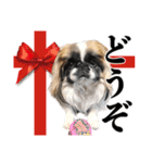 どんくさ犬ペケ（個別スタンプ：14）