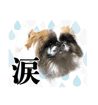 どんくさ犬ペケ（個別スタンプ：15）