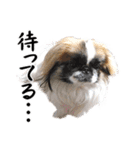 どんくさ犬ペケ（個別スタンプ：16）