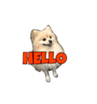 Pomeranian Vivi（個別スタンプ：1）