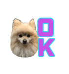 Pomeranian Vivi（個別スタンプ：2）
