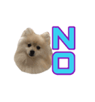 Pomeranian Vivi（個別スタンプ：3）