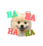Pomeranian Vivi（個別スタンプ：4）