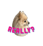 Pomeranian Vivi（個別スタンプ：5）