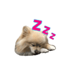 Pomeranian Vivi（個別スタンプ：6）