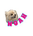 Pomeranian Vivi（個別スタンプ：7）