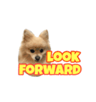 Pomeranian Vivi（個別スタンプ：8）