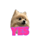 Pomeranian Vivi（個別スタンプ：10）