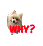Pomeranian Vivi（個別スタンプ：11）