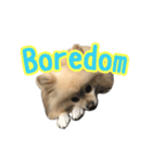 Pomeranian Vivi（個別スタンプ：12）