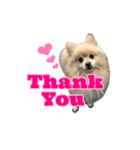 Pomeranian Vivi（個別スタンプ：13）