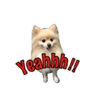 Pomeranian Vivi（個別スタンプ：14）