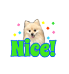 Pomeranian Vivi（個別スタンプ：15）