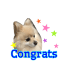 Pomeranian Vivi（個別スタンプ：16）
