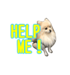 Pomeranian Vivi（個別スタンプ：17）