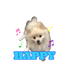 Pomeranian Vivi（個別スタンプ：19）
