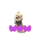 Pomeranian Vivi（個別スタンプ：20）