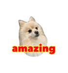 Pomeranian Vivi（個別スタンプ：21）