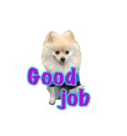 Pomeranian Vivi（個別スタンプ：22）