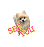 Pomeranian Vivi（個別スタンプ：24）