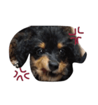 Banisuta（個別スタンプ：3）