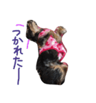 Banisuta（個別スタンプ：13）