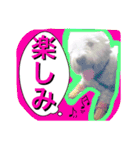 West Highland White Terrier's Anthie NO3（個別スタンプ：1）