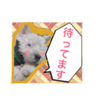 West Highland White Terrier's Anthie NO3（個別スタンプ：3）