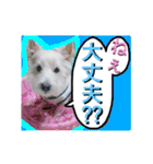 West Highland White Terrier's Anthie NO3（個別スタンプ：5）