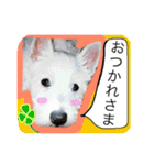 West Highland White Terrier's Anthie NO3（個別スタンプ：6）