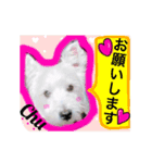 West Highland White Terrier's Anthie NO3（個別スタンプ：8）