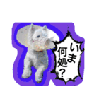 West Highland White Terrier's Anthie NO3（個別スタンプ：9）