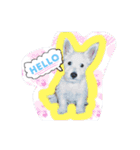 West Highland White Terrier's Anthie NO3（個別スタンプ：10）