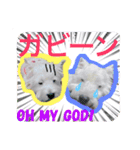 West Highland White Terrier's Anthie NO3（個別スタンプ：13）