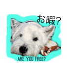 West Highland White Terrier's Anthie NO3（個別スタンプ：15）