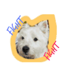 West Highland White Terrier's Anthie NO3（個別スタンプ：16）