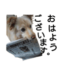 雑種犬リンコの日常（個別スタンプ：1）