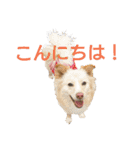 雑種犬リンコの日常（個別スタンプ：2）