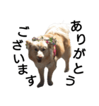 雑種犬リンコの日常（個別スタンプ：3）