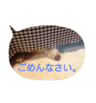 雑種犬リンコの日常（個別スタンプ：4）