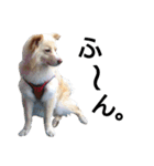 雑種犬リンコの日常（個別スタンプ：5）