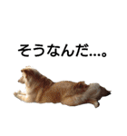 雑種犬リンコの日常（個別スタンプ：6）